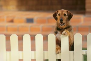 Things to Consider Before Installing a New Fence