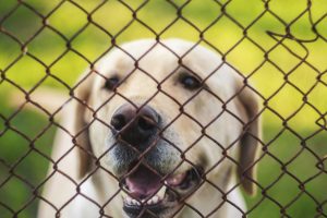 What to Think About When It Comes to Big Dog Fences