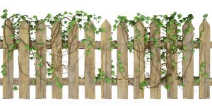 Vines on Fence