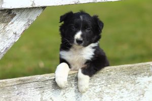 Dog-Proof Your Fence