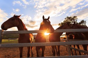 Do You Need a Paddock Fence? 