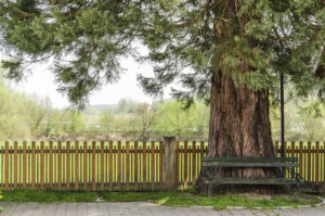 How to Build a Fence Around a Tree 