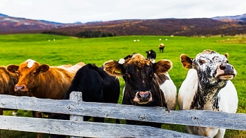 Keeping Farmland and Animals Safe with Livestock Fencing