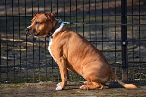Choosing Fences for Large Dogs 