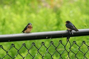 Consider These Alternatives to Chain Link Fences