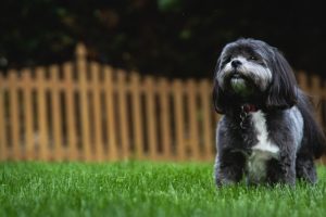 Dog-Proofing Your Residential Fences