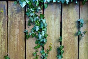 Signs Your Wooden Fence Needs Replacement