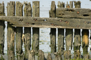 How Spring Storms Can Hurt Fencing and How You Can Prepare for Storm Damage