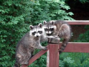 hercules fence of northern va Protect Your Fence from Pests 