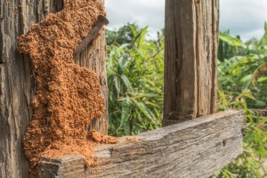 fence termite damage