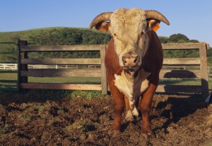 livestock fencing, northern virginia